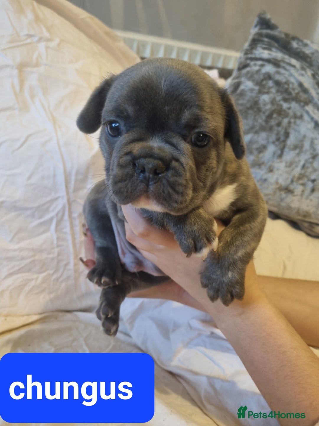 French Bulldog dogs for sale: Stunning litter of merle frenchies - Advert 9