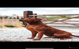 Labrador Retriever dogs for sale: KC REG DARK RED LAB PUPPIES  - Image 6