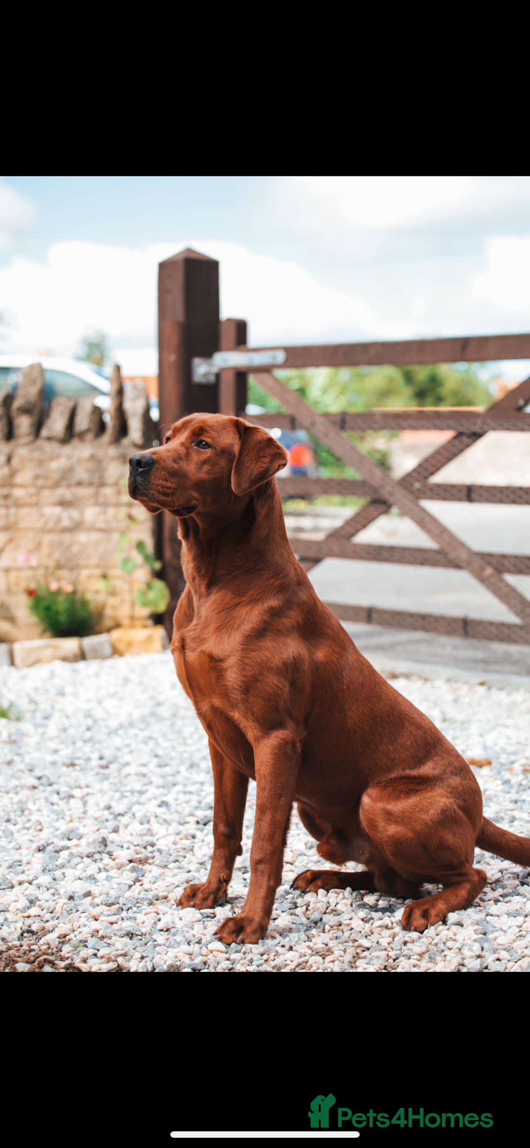 Labrador Retriever dogs for sale: KC REG DARK RED LAB PUPPIES  - Image 6