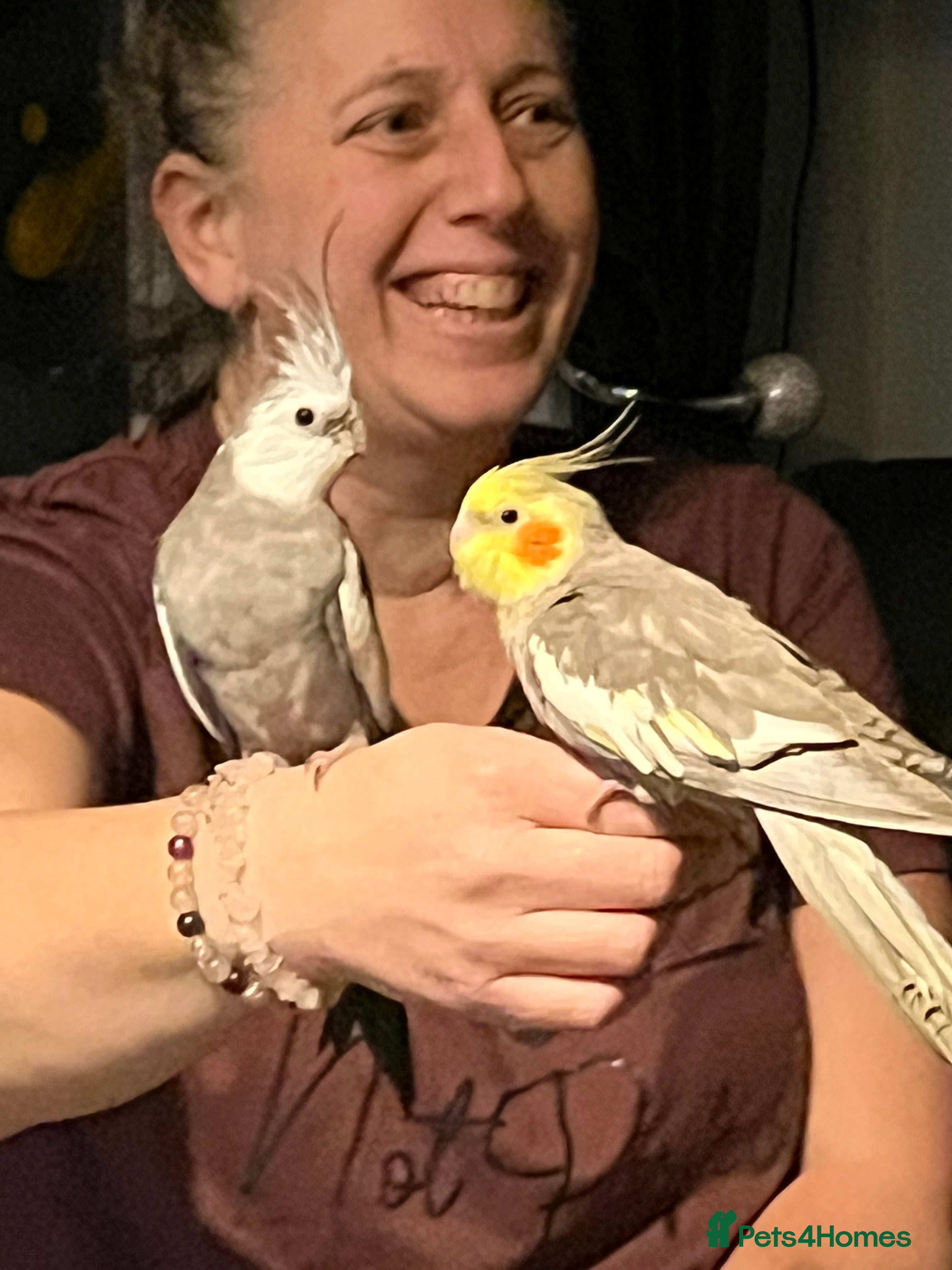 Cockatiels birds 2 beautiful cockatiels - Advert 1