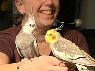 Cockatiels birds 2 beautiful cockatiels - Advert 2