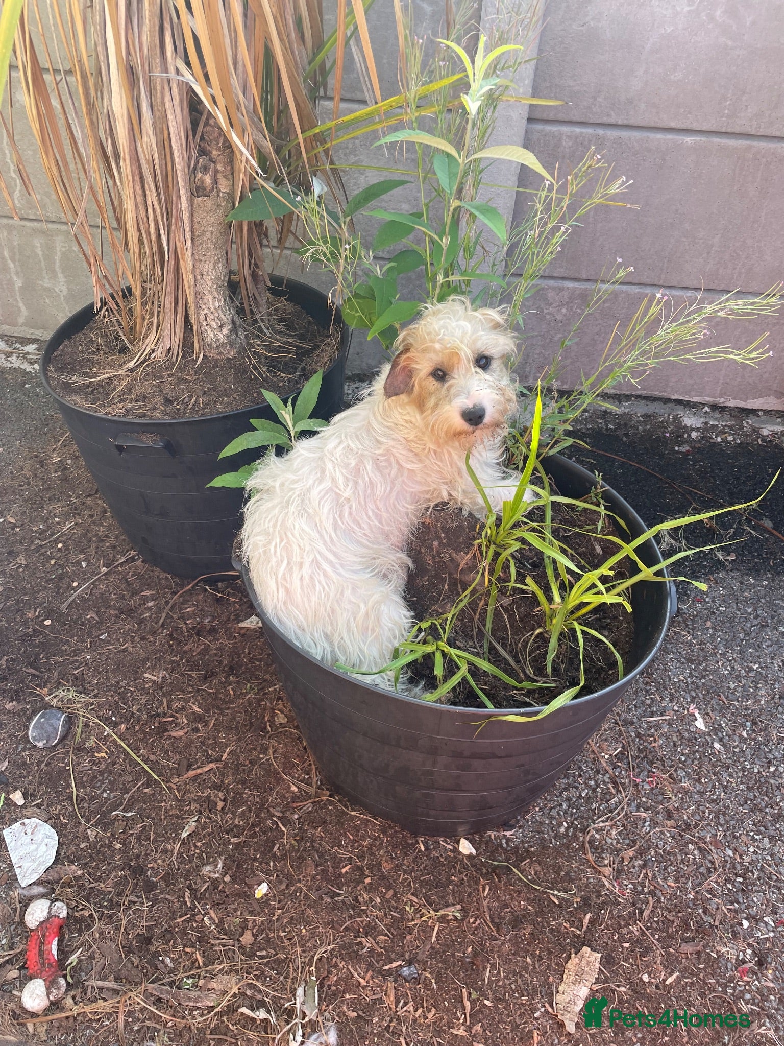 Mixed Breed dogs 3 male pups  - Advert 5