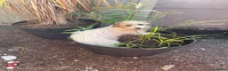 Mixed Breed dogs for sale: 3 male pups  in Pembroke - Advert 1