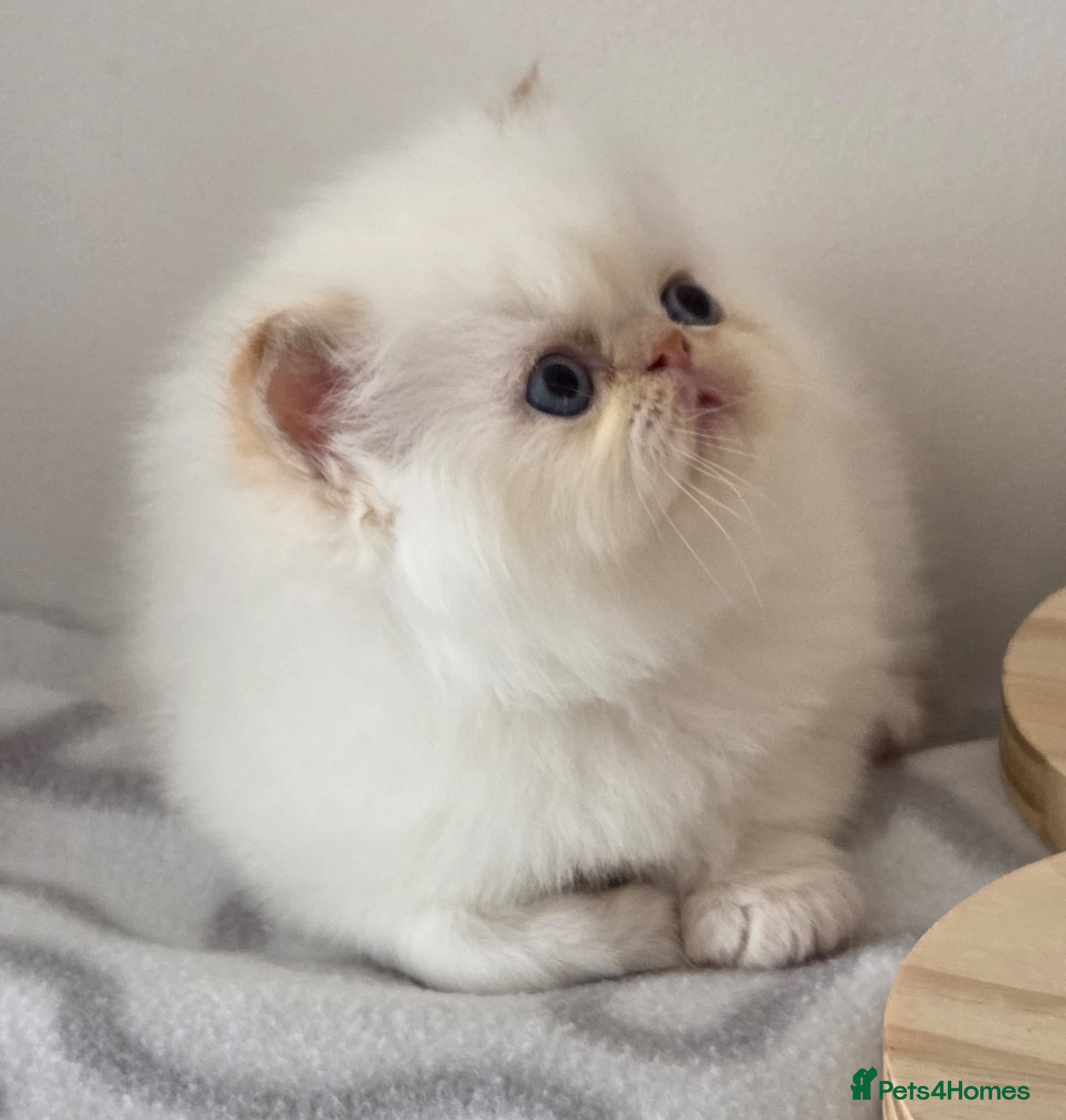 Persian cats ✨ Stunning Persian Kittens – 1 Girl & 2 Boys ✨ - Advert 1