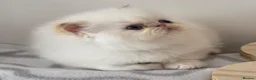 Persian cats for sale: ✨ Stunning Persian Kittens – 1 Girl & 2 Boys ✨ - Advert 1