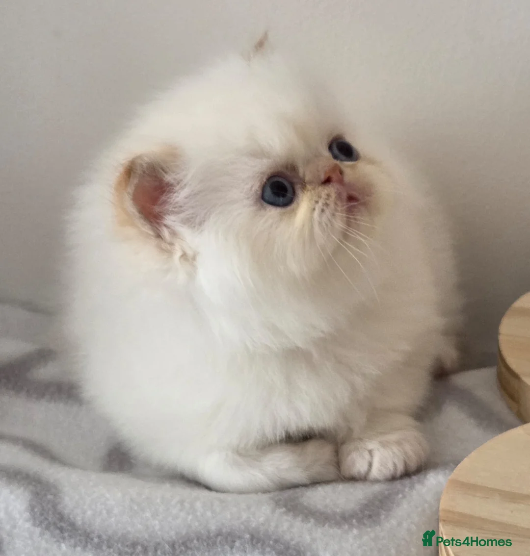 Persian cats for sale: ✨ Stunning Persian Kittens – 1 Girl & 2 Boys ✨ - Advert 1