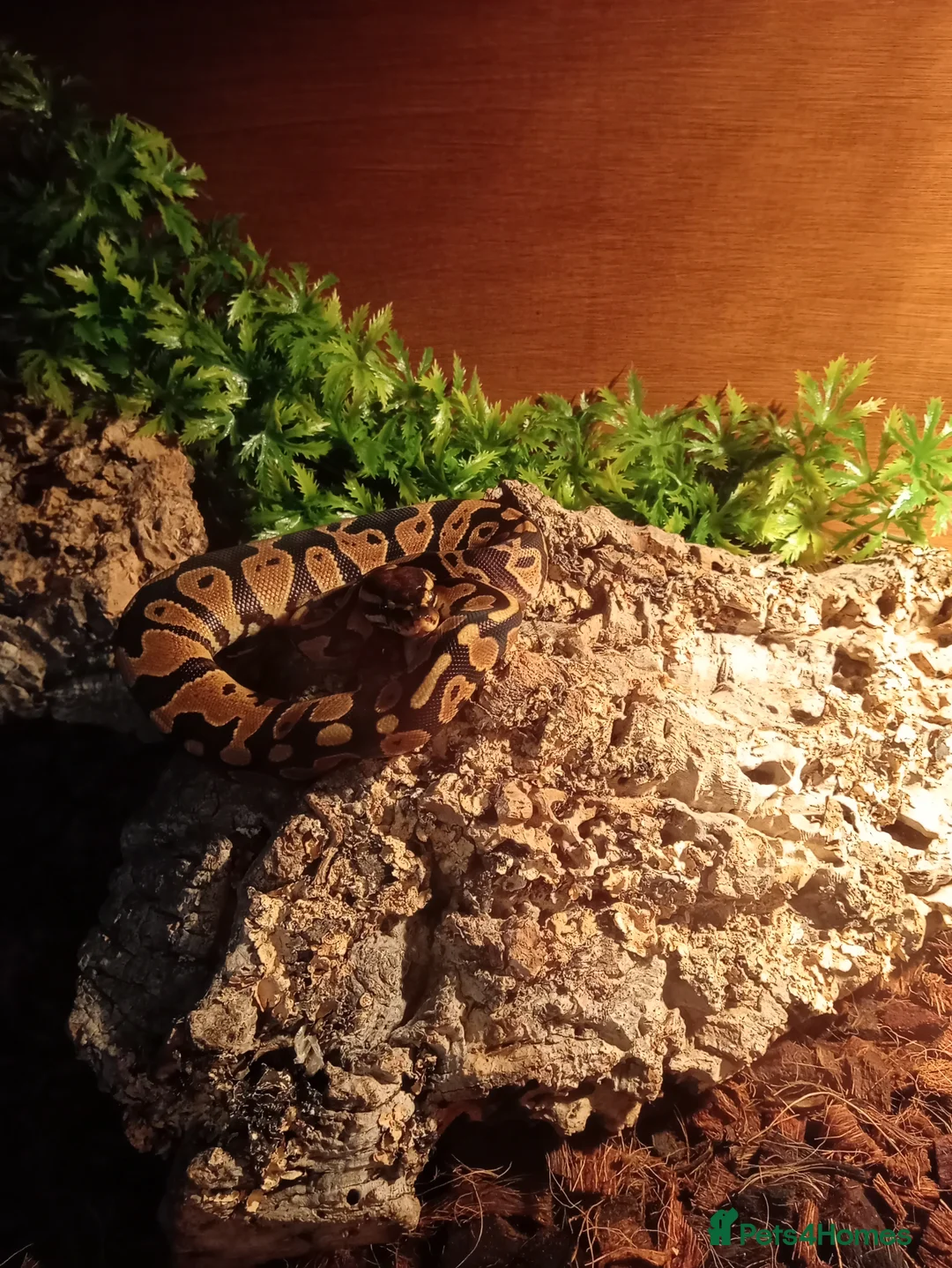 Python Snake reptiles for sale: Royal pythons plus vivariums full set up  - Advert 11