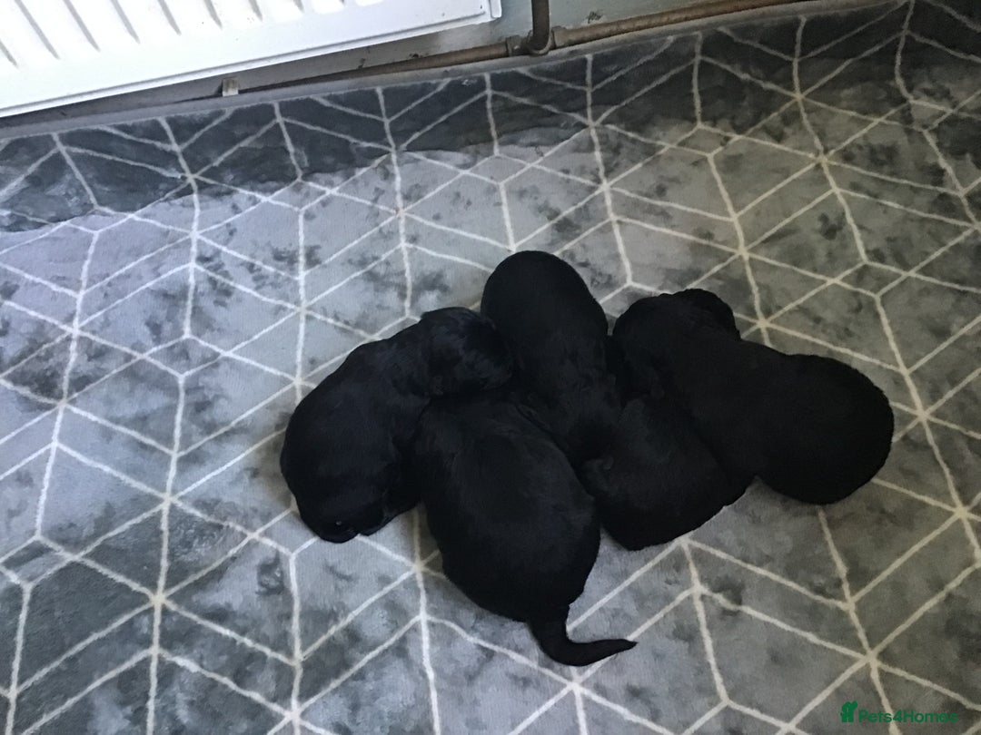 Bernedoodle dogs for sale: EXCEPTIONAL MINI BERNADOODLE PUPS. - Advert 5