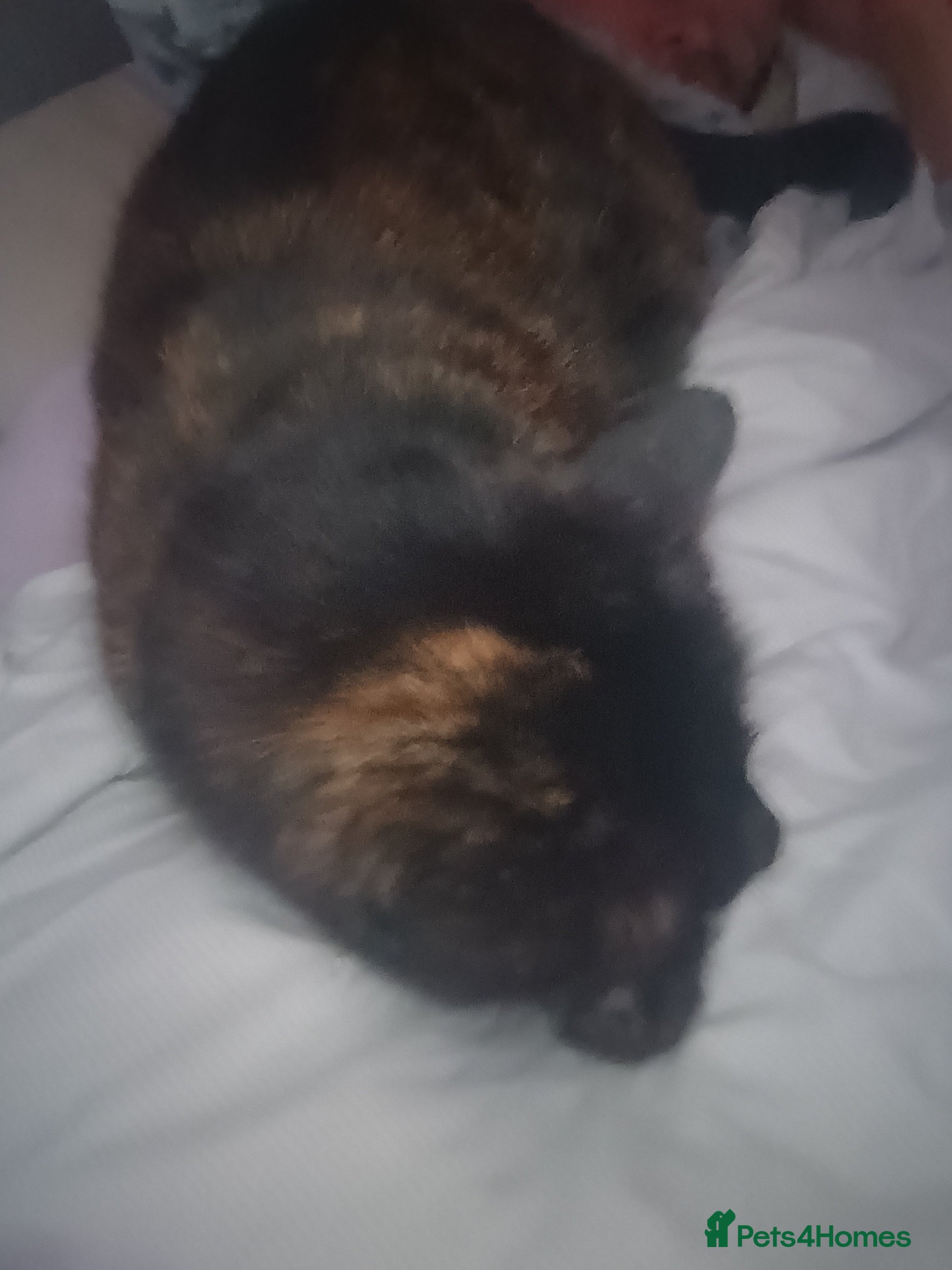 Mixed Breed cats Torbie girl for sale (5yrs) - Advert 1