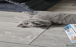 British Shorthair cats for sale: British Blue Shorthair - Image 17