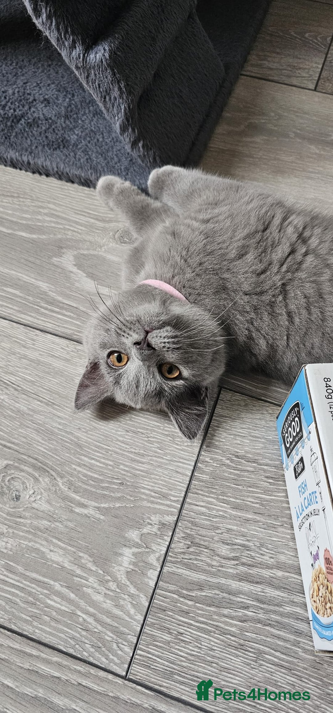 British Shorthair cats for sale: British Blue Shorthair - Image 17