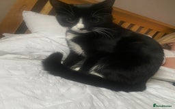 British Shorthair cats for sale: Female Kitten 7 Months old. - Image 5