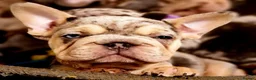 French Bulldog dogs for sale: FRENCH BULLDOG  - Advert 4