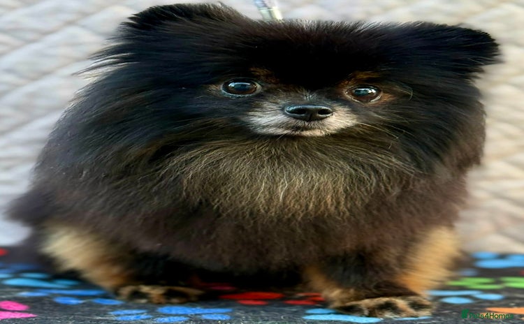 Pomeranian dogs - Advert 8