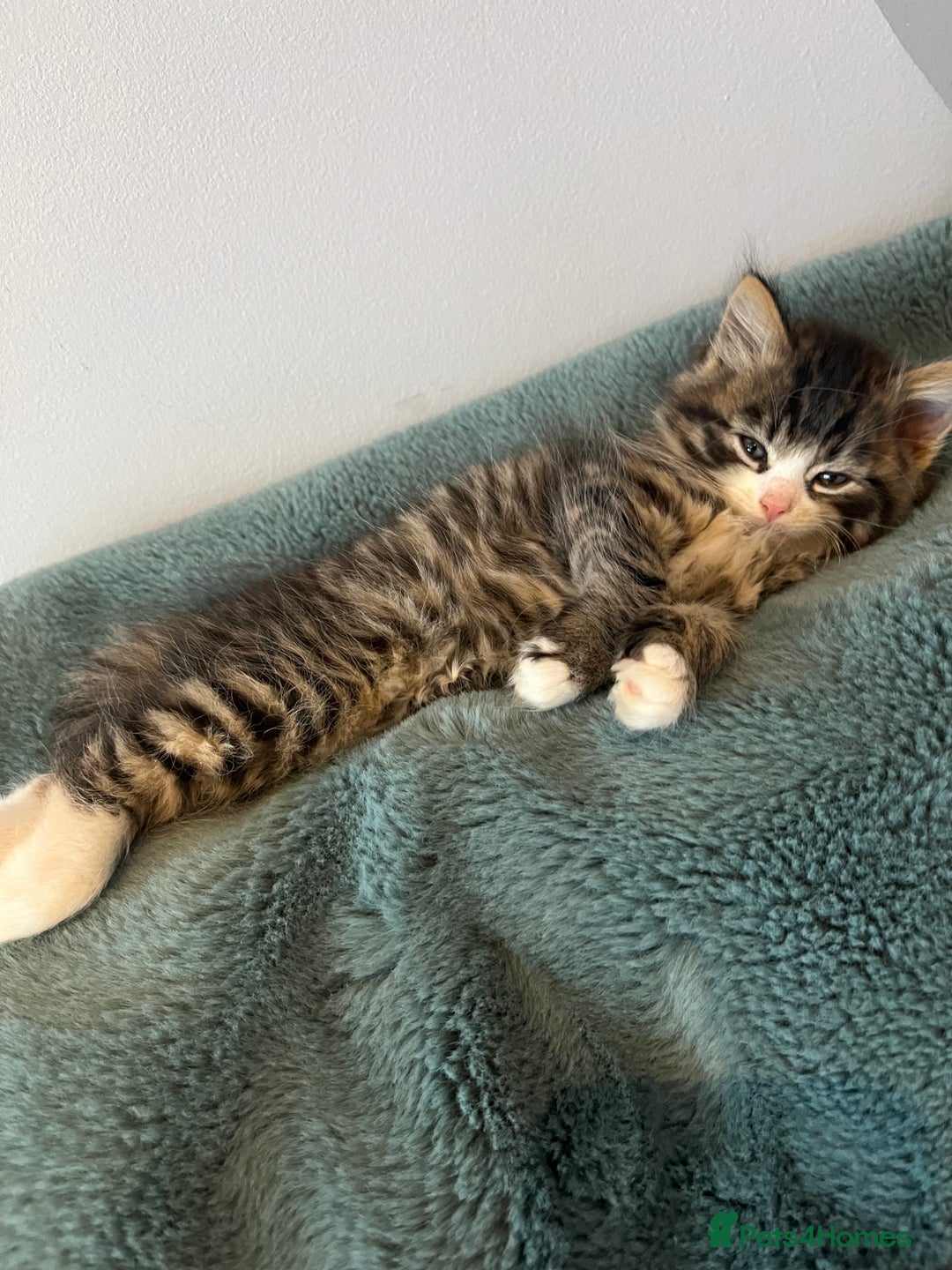 Siberian cats for sale: Stunning Siberian kittens 🐱  - Advert 15