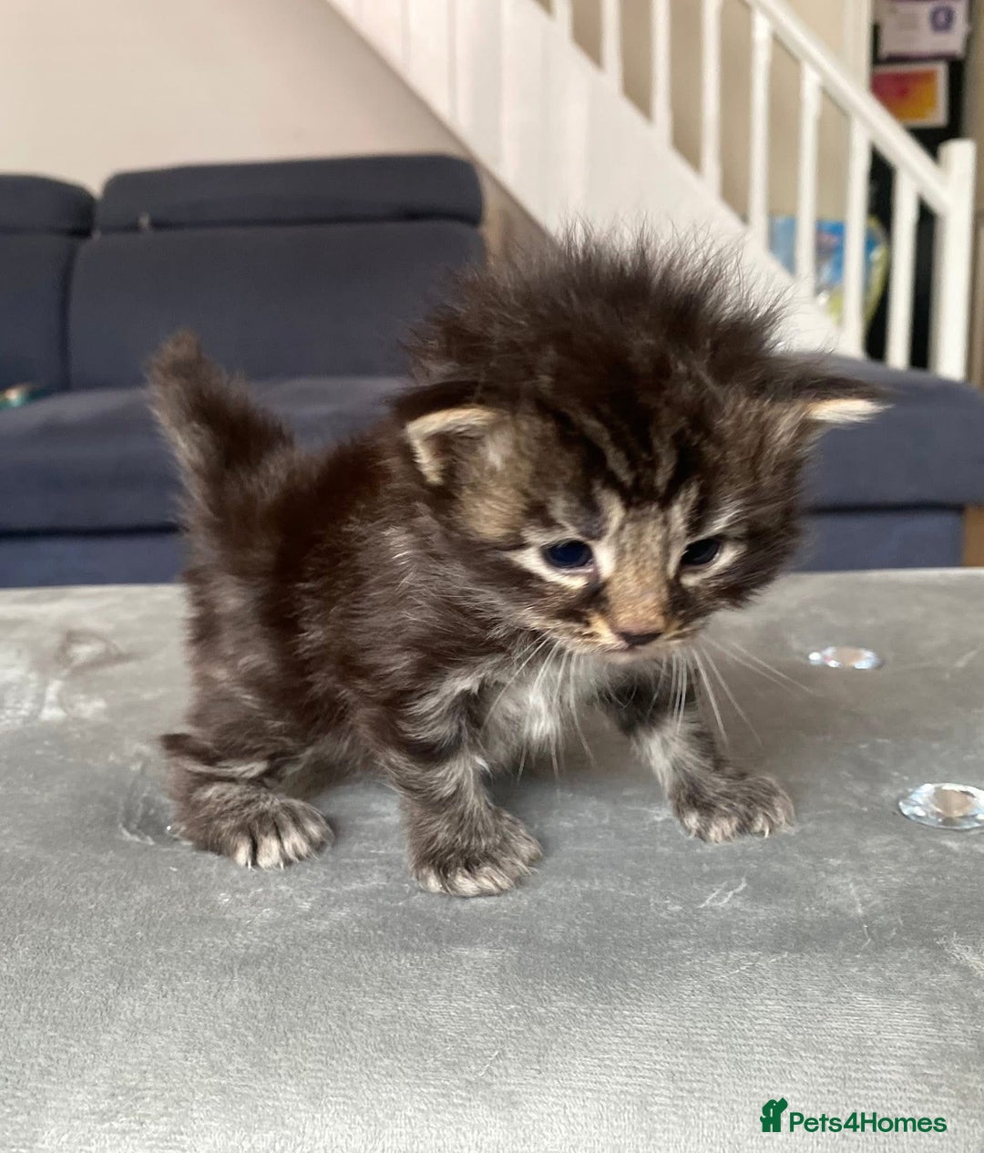 Maine Coon cats for sale: Beautiful Maine coon kittens for sale - Image 4