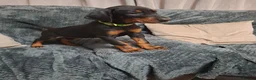 Dobermann dogs for sale:  Dobermann pups,Female Ready to leave now. - Advert 6