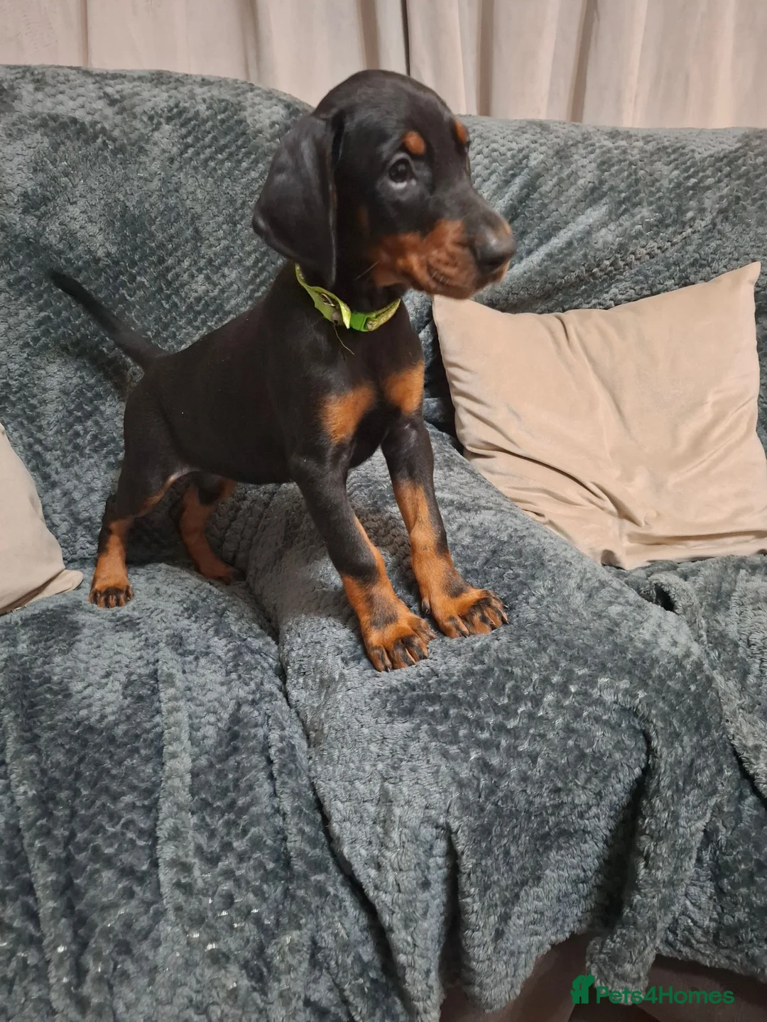 Dobermann dogs for sale:  Dobermann pups,Female Ready to leave now. - Advert 6