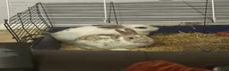 Mixed Breed rabbits for sale: Two bonded male and female indoor rabbits in Leeds - Advert 9