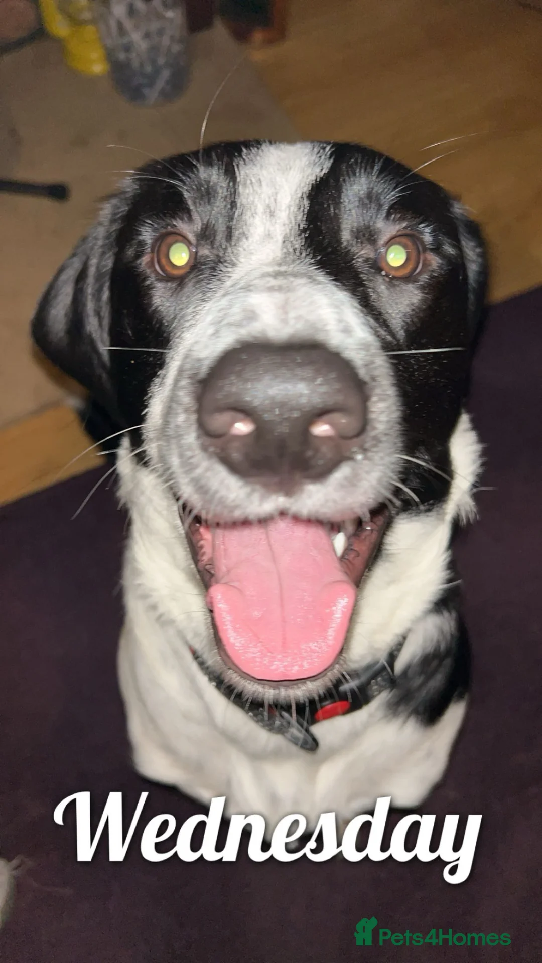 Mixed Breed dogs for stud: Male dog for stud  in Bathgate - Advert 7