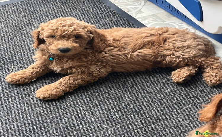 Goldendoodle dogs in Brough - Advert 2