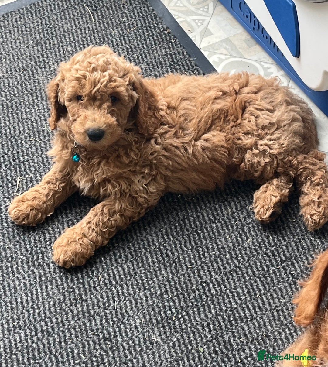 Goldendoodle dogs for sale: Top Quality Goldendoodle x Australian labradoodle  in Brough - Image 1