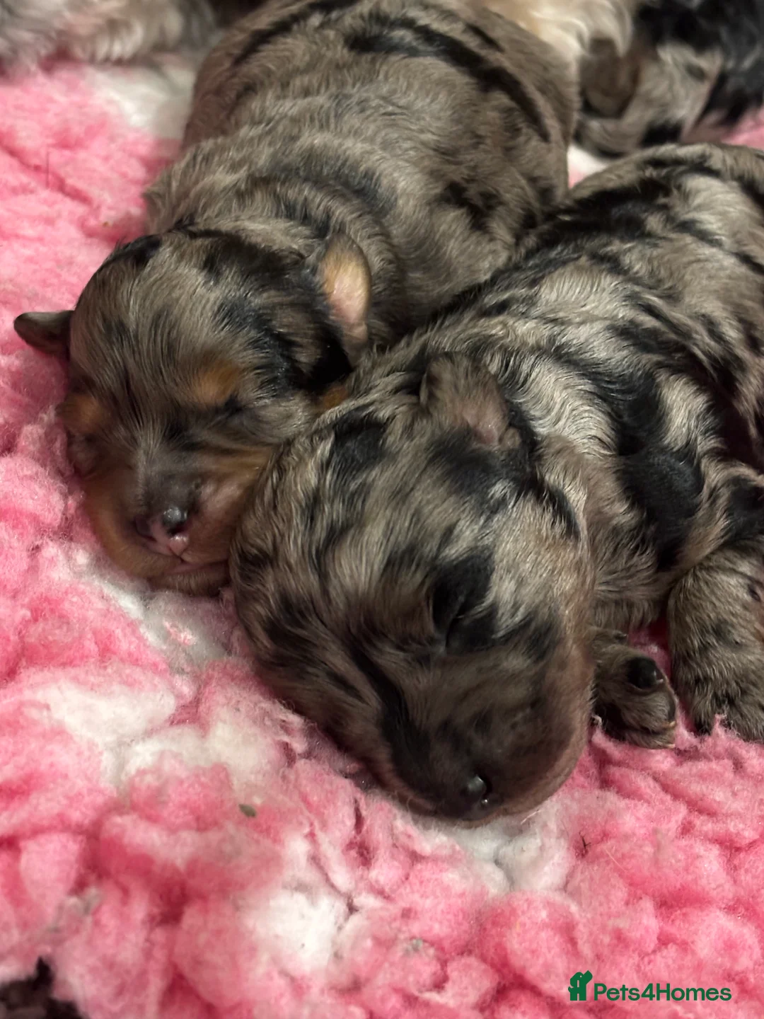 Maltipoo dogs for sale: 💎 Adorable Maltipoo Puppies ❤️ - Advert 13