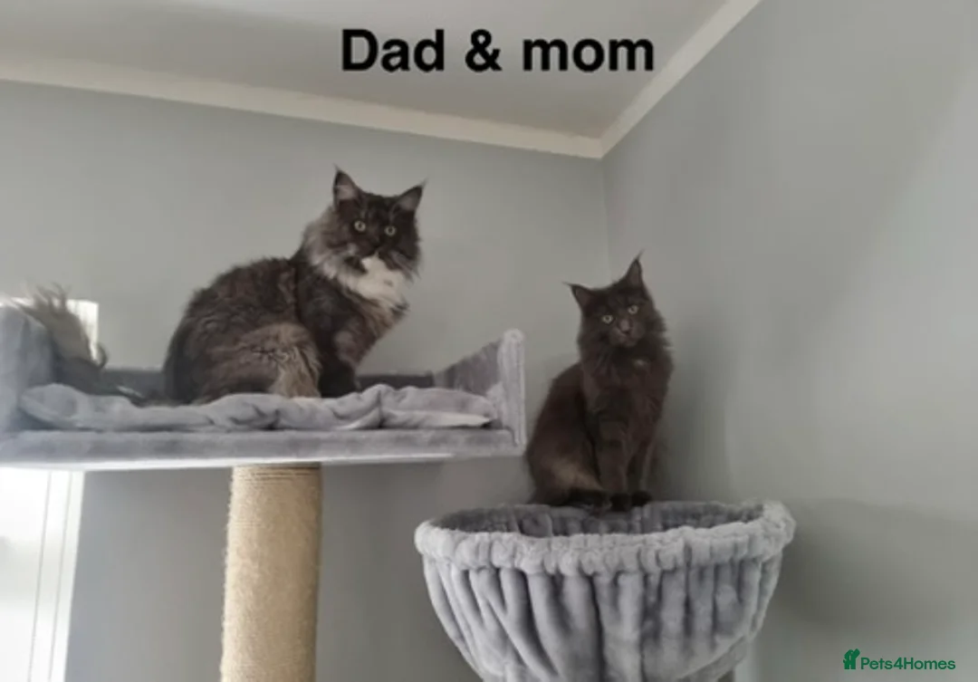 Maine Coon cats for sale: Stunning Pedigree Maine Coon Kittens for Sale - Advert 12