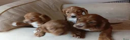 Cocker Spaniel dogs for sale: Cocker spaniel puppies in Middlesbrough - Advert 12