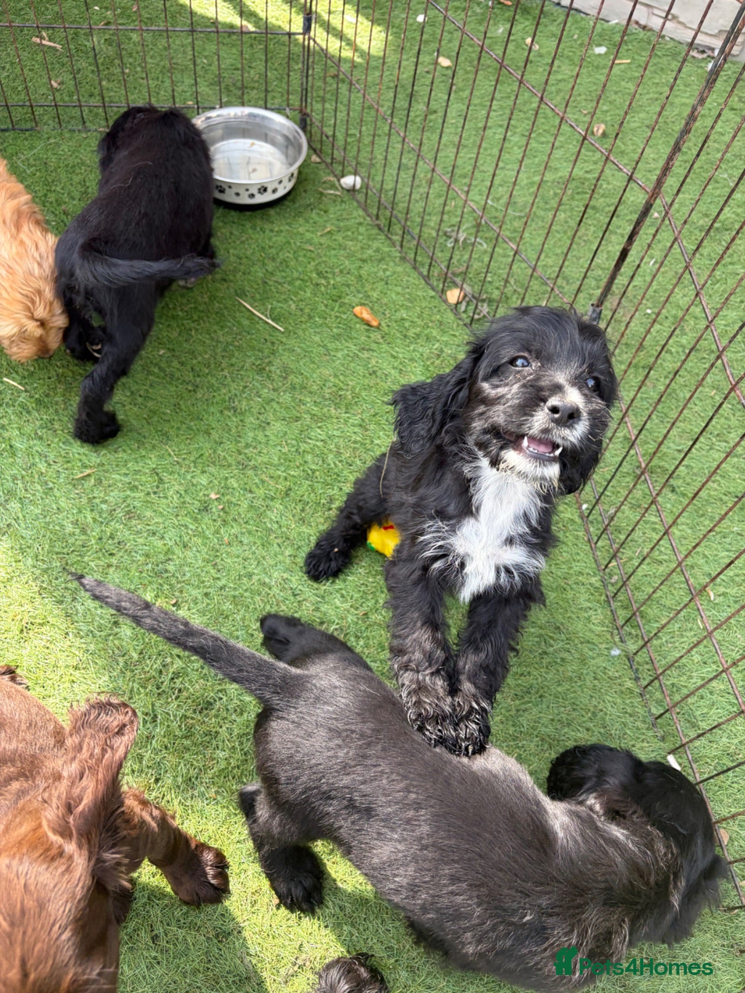 Cockapoo dogs 3 stunning cockapoo girls ready now - Advert 6