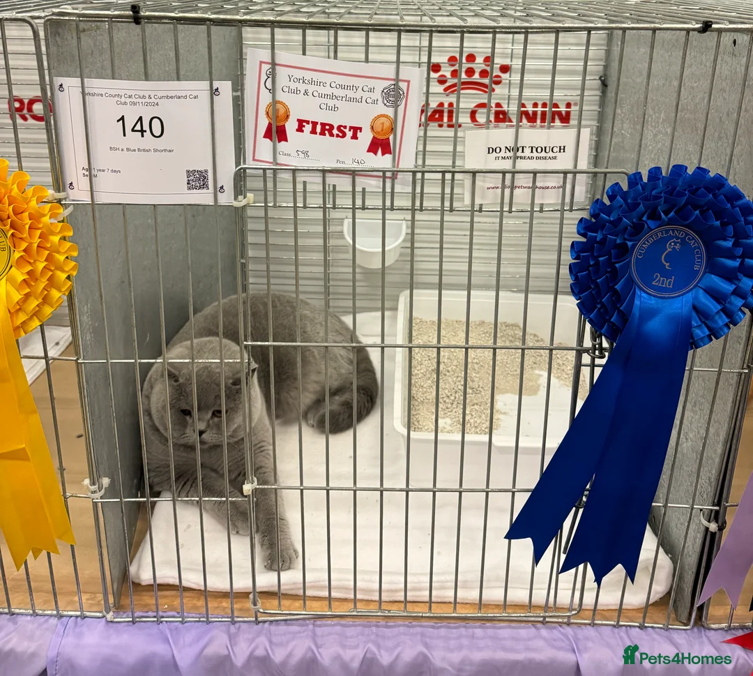 British Shorthair cats for stud: Stunning Import BSH Boy,GCCF&TICA active-for stud! in Mansfield - Advert 6