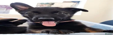 Belgian Shepherd Dog 2