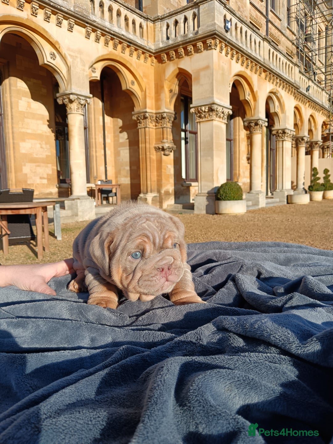 English Bulldog dogs for sale: 2 stunning males from the world famous Mr muscle  - Advert 32