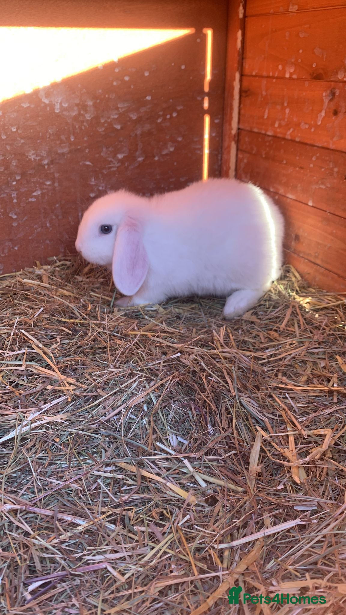 Mini Lion Lop rabbits Baby mini lop  - Advert 7