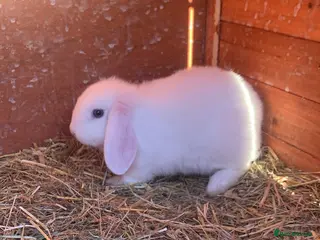 Mini Lion Lop rabbits Baby mini lop - Advert 7