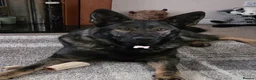 German Shepherd dogs for sale: Sasha - Advert 3