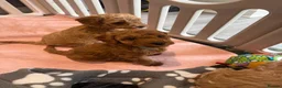 Cavapoo dogs for sale: Beautiful F1bb Cavapoo Puppies x 5 - Advert 10