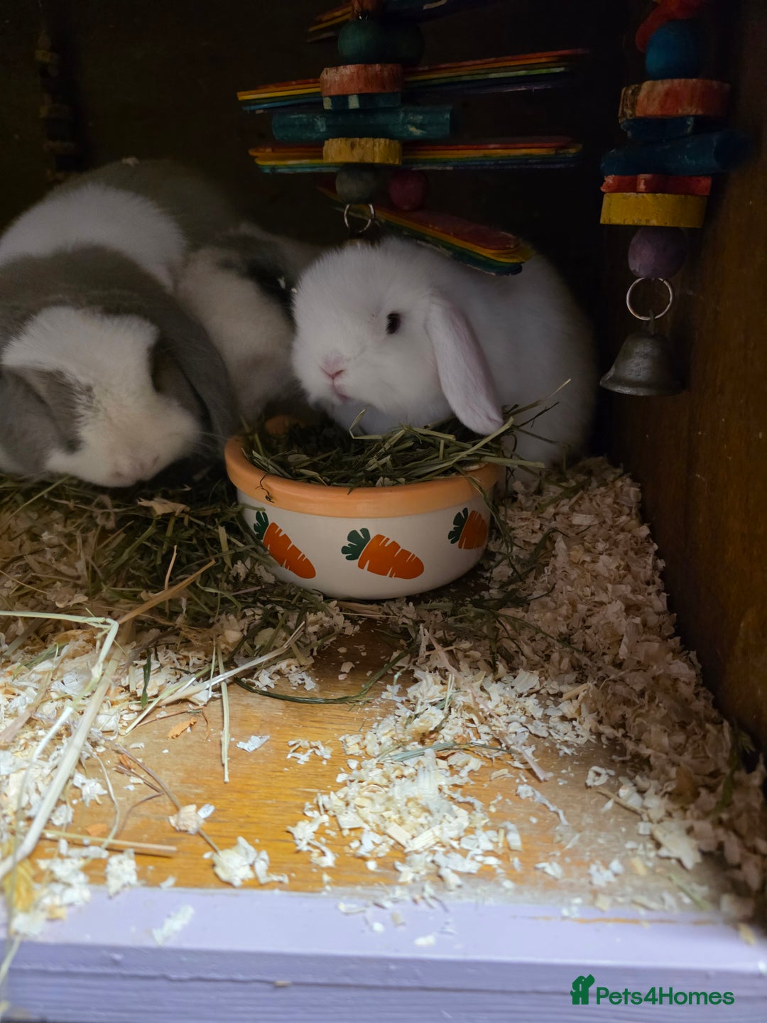 Mini Lop rabbits for sale: 3 Mini Lop boys  - Advert 10