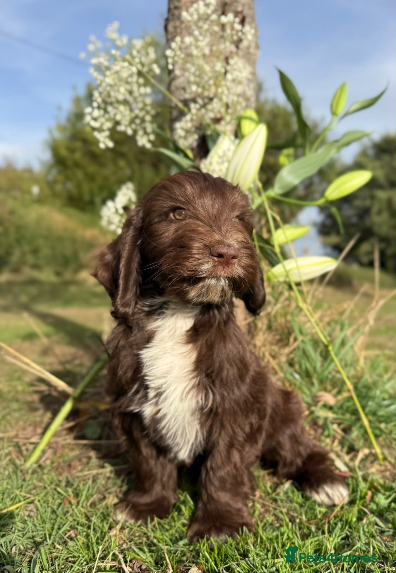 Australian Labradoodle dogs Australian labradoodles  - Advert 6