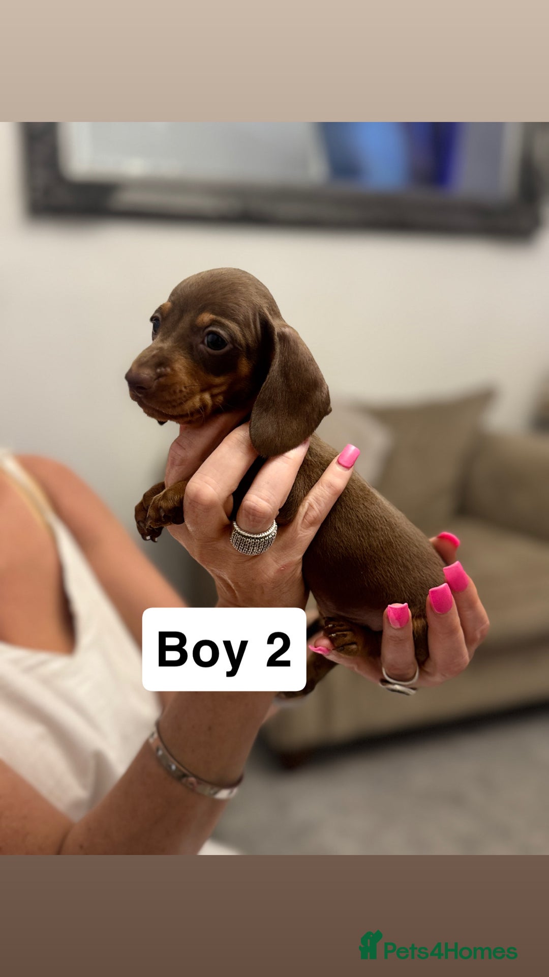 Miniature Dachshund dogs for sale: Stunning baby mini dachshunds  - Image 13