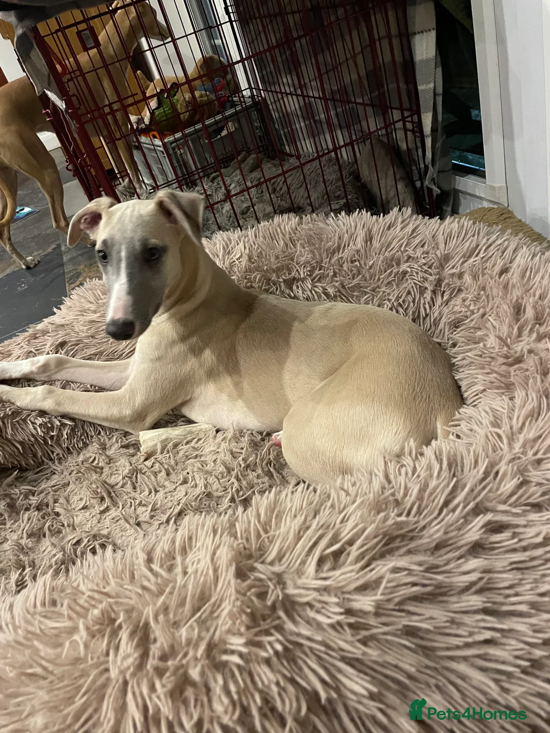 Whippet dogs for sale: Whippet  - Advert 1