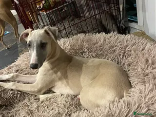 Whippet dogs Whippet - Advert 17