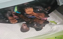 Dachshund dogs for sale: Mini dapple dachunds  - Image 1
