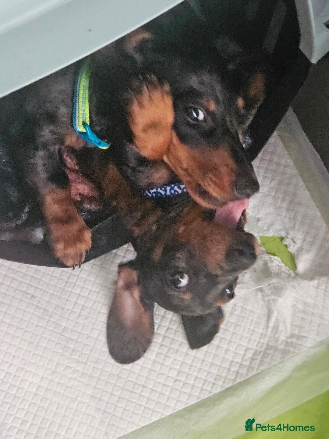 Dachshund dogs for sale: Mini dapple dachunds  - Image 1