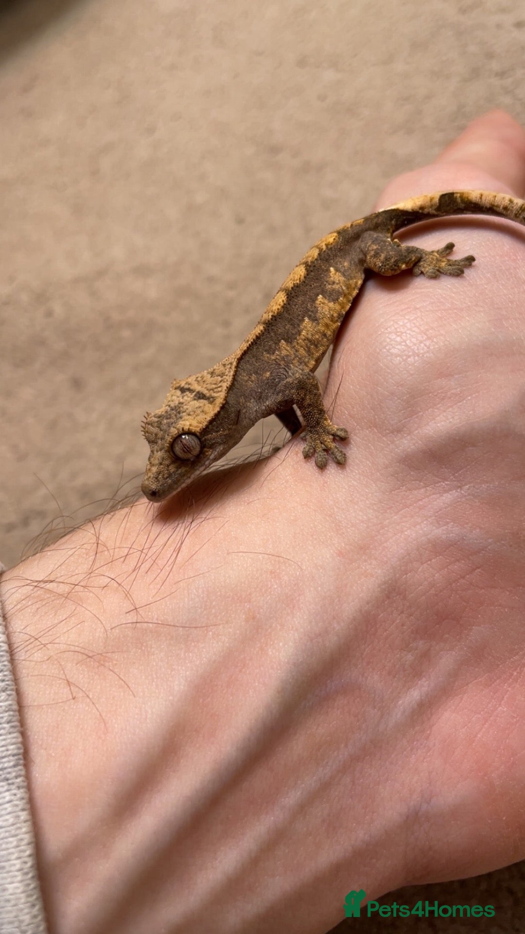 Gecko reptiles Baby Harley Quinn crested gecko  - Advert 13