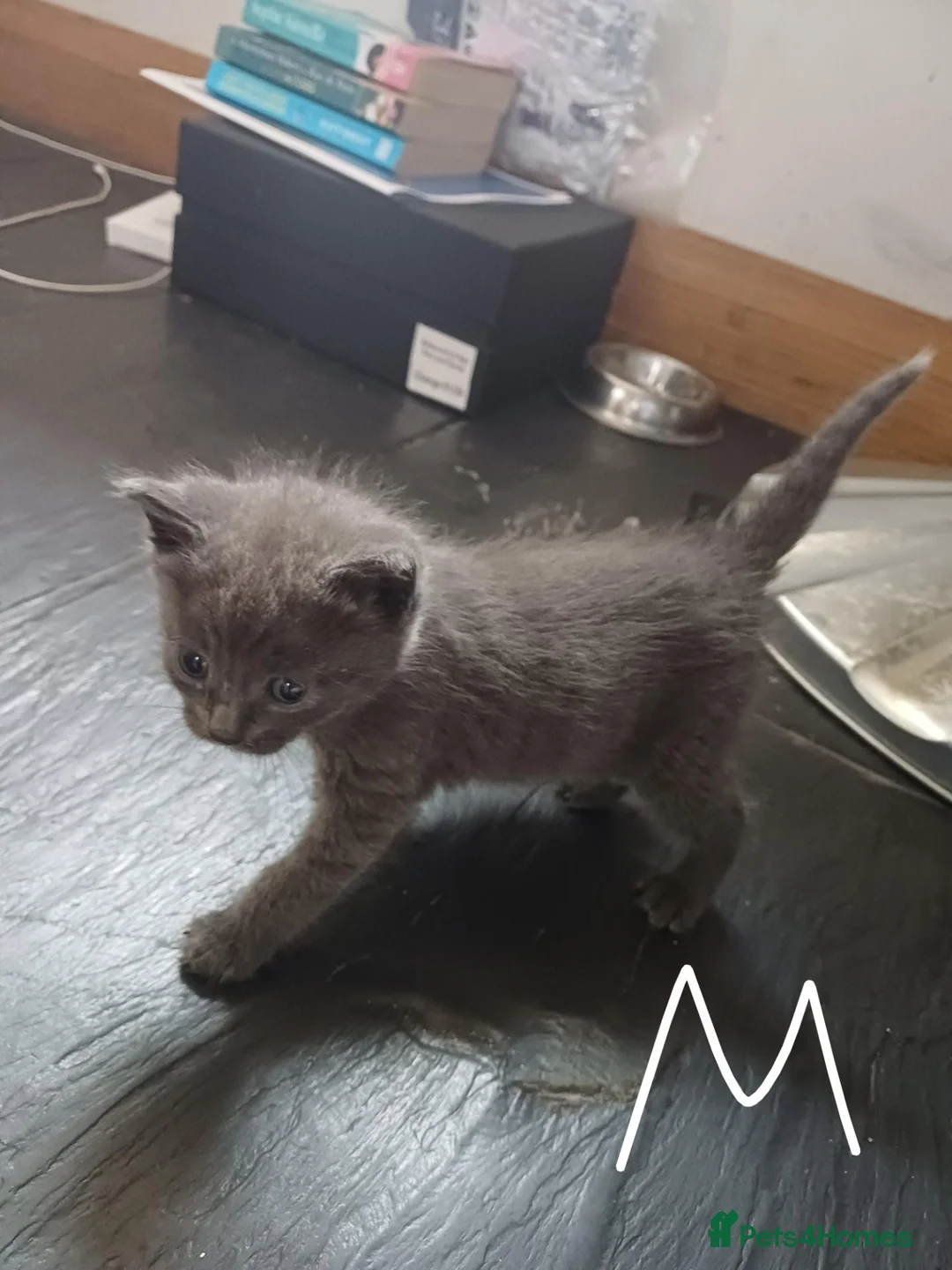 Mixed Breed cats for sale: Kittens for sale - Advert 2