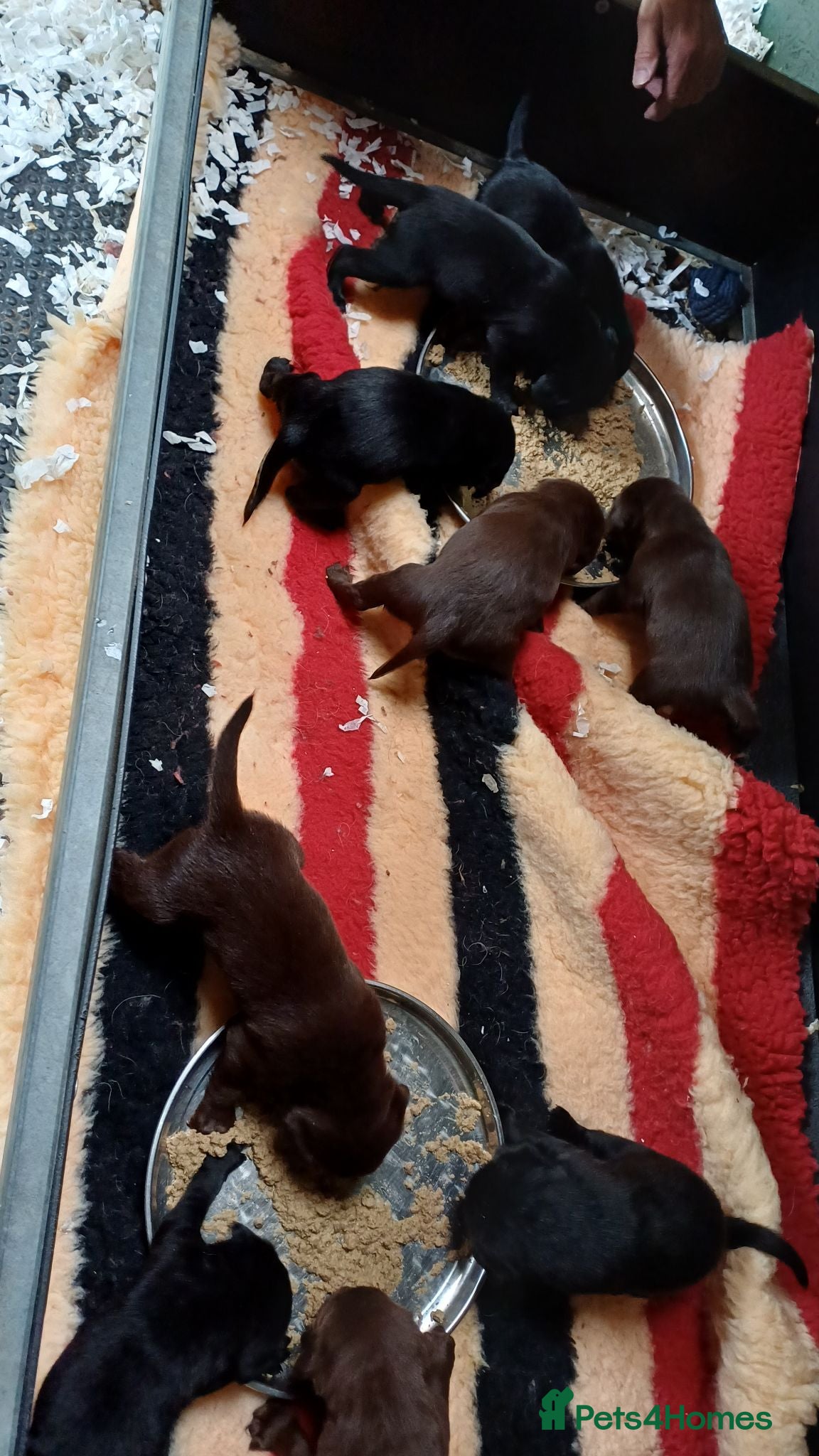 Labrador Retriever dogs BLACK AND CHOCOLATE LABRADOR PUPPIES FOR SALE - Advert 15