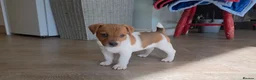 Jack Russell dogs for sale: Exquisite litter of Jack Russell Pups 🐾  - Advert 7