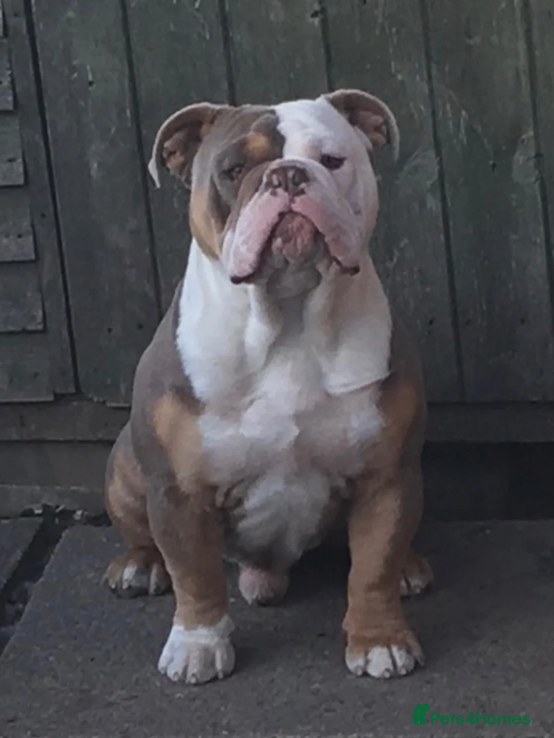Mixed Breed dogs for sale: Olde English Bulldog pups  - Advert 12