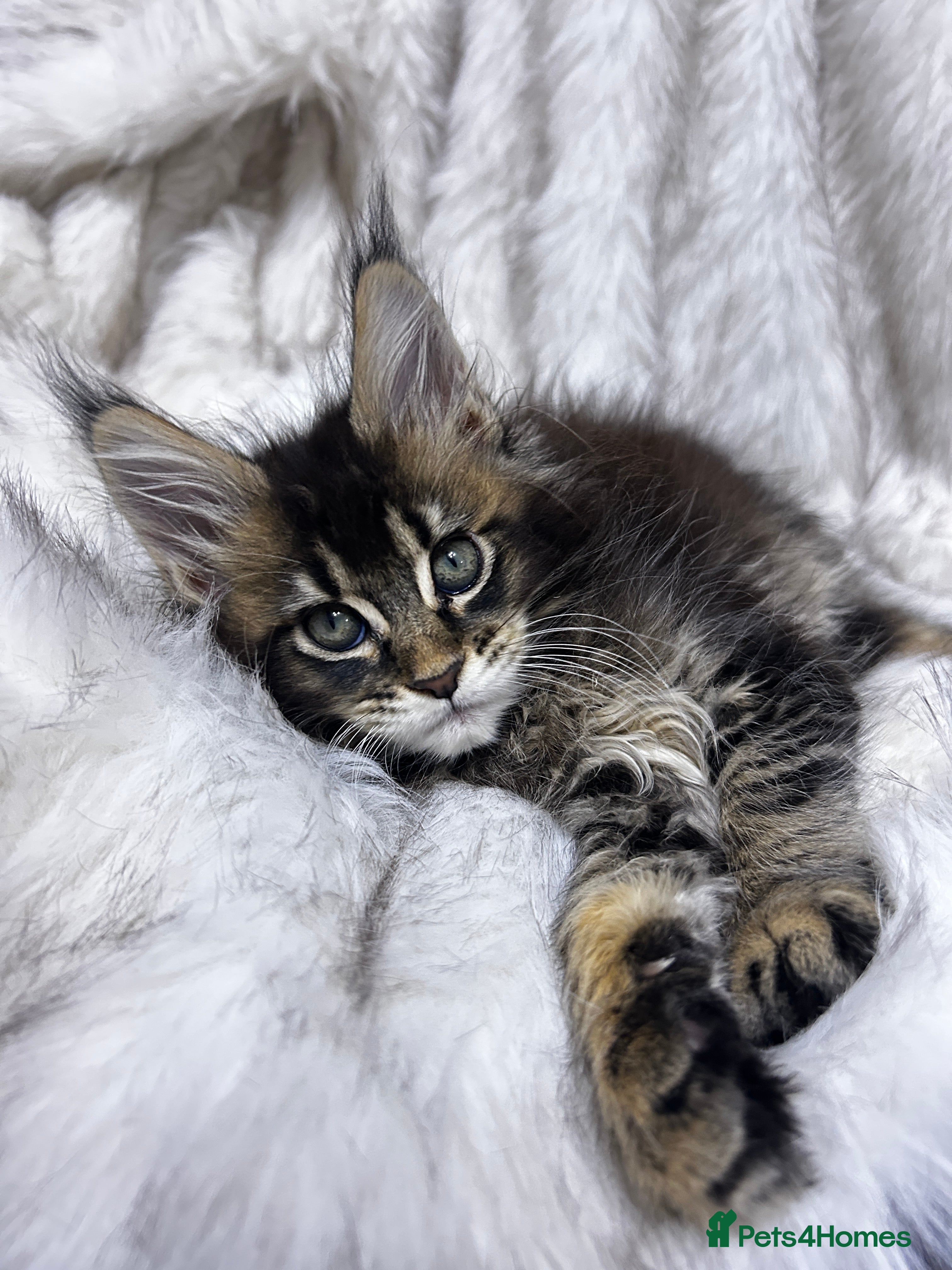 Maine Coon cats Maine Coon kitten  - Advert 2